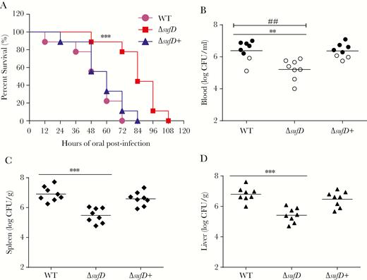 The suf operon contributes to the virulence of Cronobacter sakazakii. (A) Survival curves comprising 108 hours after oral infection with corresponding strains. Data presented are a combination of 3 independent experiments (log-rank test; ***, P < .001). (B–D) Bacterial counts from blood, spleen, and liver of orally infected rat pups. At 48 hours postinfection, blood collected from the facial vein, and spleen and liver, which were harvested and homogenized, was used for colony enumeration. Data are presented as means ± standard deviation; n = 3 (Student’s t test; **, P < .01 and ***, P < .001). For B, the development of meningitis in rat pups, defined as positive cerebrospinal fluid cultures, is shown by solid circles. Differences between the frequencies of the development of meningitis were determined (χ2 test; ##, P < .01). CFU, colony-forming units; WT, wild type.