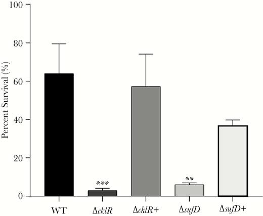 Sensitivities to hydrogen peroxide of Cronobacter sakazakii strains. Survival of C. sakazakii wild-type (WT), ΔcklR, ΔcklR+, ΔsufD, and ΔsufD+ strains in the presence of hydrogen peroxide. Data are presented as means ± standard deviation; n = 3 (Student’s t test; **, P < .01 and ***, P < .001).