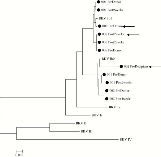 BK virus (BKV) VP1 sequencing of donors and posttransplant recipient. Virus found in paired donors and recipients were nearly genetically identical (<10 bp difference) and more similar than virus found in other pairs. Recipient 002 (arrows) was BK viruric with a genotype 1b2 virus and received a kidney from a donor who was viruric with a 1b1 virus. Virus identified in the recipient after transplant was a 1b1 virus similar to that in the donor. Reference accession numbers were as follows: BKV Ia: NC_001538; 1b1: AB211371; 1b2: AB260032; 1c: AB211377; II: AB263920; III: M23122; and IV: AB269826.