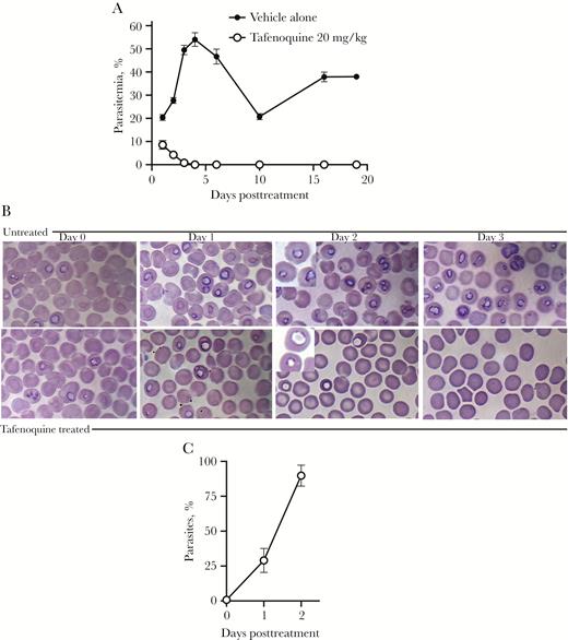 A, Percentage of parasitemia in mice treated with vehicle alone (control) or 20 mg/kg oral tafenoquine (TQ) on day 3 postinfection in experiment 1. Parasitemia percentages are shown as the mean and standard error (SE) for each group. The x-axis shows days after administration of a single TQ dose. TQ was administered on day 0; thus, day 1 after initiation of treatment is 24 hours. No parasites were detectable in blood smears by day 4 posttreatment. Two of the 5 mice treated with vehicle alone died; one on day 8 posttreatment and one on day 9 posttreatment. Thus, on day 10 and thereafter, the percentage of parasitemia values for the mice treated with vehicle alone are based on the 3 surviving mice. Below detection represents a scan of 1000 red blood cells per slide. The mean percentage of parasitemia in TQ-treated mice was statistically different from mice given vehicle alone at all of the time points evaluated (P < .0001; 2-way analysis of variance). B, Giemsa-stained blood smears from treated and untreated mice (vehicle alone) prior to treatment (day 0) and on days 1, 2, and 3 posttreatment. Blood smears from TQ-treated mice showed aberrant parasites characterized phenotypically by decreased chromatin staining. Imaging was performed with a Nikon ECLIPSE Ti-E Inverted Microscope System, ×100 Plan Apo oil objective (1.40). The inserts shown on day 2 posttreatment were magnified an additional 1.5 times using an Optivar for better visualization. Pictures were taken with a 16.25-megapixel monochrome DS-Qi2 digital camera capable of taking color pictures. C, Mean percentages and SE of parasites with the TQ-associated parasite phenotype prior to TQ treatment (day 0) and on days 1 and 2 post–TQ treatment are shown.