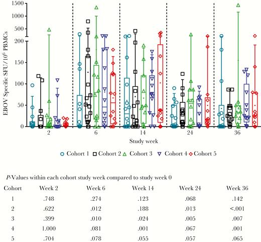 Cellular immune responses to EBOV as measured by IFN-γ ELISpot by cohort. Background subtracted EBOV SFU per million PBMCs are shown for individual subjects to total EBOV (the sum of glycoprotein peptide pools 1–4). For each cohort, open symbols represent individual subjects, box extends from the 25th to 75th percentile, line inside the box is at the median, and whiskers represent the 10th–90th percentile. The mean is denoted by +. Below the graph is shown P values for each cohort at each time point compared to their own baseline, from Wilcoxon signed rank test. Abbreviations: EBOV, Ebola virus; IFN-γ, interferon-gamma; PBMCs, peripheral blood mononuclear cells; SFU, specific spot forming units.
