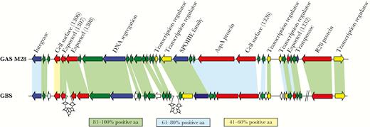 Comparison of region of difference 2 (RD2) from serotype M28 group A Streptococcus (GAS) to genes present in group B Streptococcus (GBS). Genes are represented by block arrows and are color coded on the basis of their putative open reading frame function or the type of protein they encode (blue, mobility; yellow, gene regulators; red, extracellular proteins; and green, hypothetical). Genes unique to GBS are colored white. Shading between GAS and GBS genes is based on homology at the protein level. Percentages of shared amino acid were calculated by adding the percentages of identical and strongly similar amino acids together for each of the compared protein pairs. The 2 diagonal lines on the GBS part of the figure signify that the 2 genes are not contiguous with the other genes in GBS but are contiguous with the other genes in GAS.