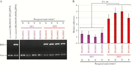 Serotype M28 group A Streptococcus (GAS) isolates have enhanced abilities to adhere to human epithelial cells, relative to M11 isolates. Four serotype M11 and 4 serotype M28 GAS isolates were compared. A, Polymerase chain reaction (PCR) analysis for detection of the region of difference 2 (RD2)–encoded gene r28 (RD2) revealed that the RD2 element is present in the tested M28 isolates but not in the tested M11 isolates. Amplification of a core chromosomally encoded gene, ropB (Core), served as a PCR control. B, A tissue culture–based adherence assay, using the human epithelial cell line A431. Data are presented relative to findings for the lowest adhering strain. The experiment was performed on 4 occasions, mean values (± standard errors of the mean) shown. Statistical significance was tested via a t test. Neg, negative; Pos, positive.