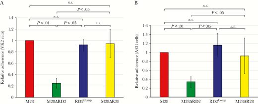 The region of difference 2 (RD2) element enhances the ability of serotype M28 group A Streptococcus (GAS) to adhere to human epithelial cells. The indicated strains were compared in tissue culture-based assays of adherence, using VK2/E6E7 (A) and A431 (B) human cell lines. Each experiment was performed on 4 occasions, with mean values (± standard errors of the mean) shown. For both data sets (A and B), P < .001 (via overall analysis of variance). Pair-wise strain comparisons were investigated using the Tukey multiple comparisons test, with P values shown. NS, not significant.