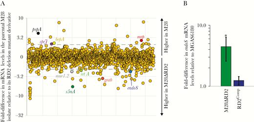 Acquisition of the region of difference 2 (RD2) element alters the group A Streptococcus (GAS) transcriptome. A, Results of RNA sequencing analysis comparing the parental M28 strain MGAS6180 and its RD2-deletion mutant derivative (M28ΔRD2) during exponential phase growth in Todd-Hewitt broth containing 0.2% yeast extract. Each circle represents messenger RNA (mRNA) from a single gene. Genes are arranged in the same order as they appear in the chromosome. Select virulence factor–encoding mRNAs are colored and labeled. Dashed lines indicate ±2-fold. B, Findings of TaqMan-based quantitative reverse transcription polymerase chain reaction analysis. The abundance of endoS mRNA was determined from triplicate exponential phase GAS cultures of each indicated strain, run in duplicate. Shown is the mean (± standard deviation). P < .001 (via overall analysis of variance). Pair-wise strain comparisons with the parental isolate were investigated using the Tukey multiple comparisons test. *P < .05.