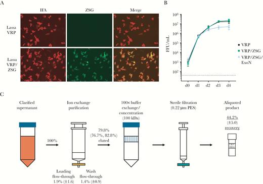 Refining the virus replicon particle vaccine genome and purification by ion exchange chromatography. (A) Lassa virus (LASV) replicon particles (VRPs) with empty GPC locus (Lassa VRP) were compared with VRPs that express the ZsGreen (ZSG) reporter from the GPC locus (Lassa VRP/ZSG). Virus-specific immunofluorescence assay (IFA) and ZSG fluorescence are shown. (B) Lassa VRPs and VRP/ZSG exhibit equivalent growth kinetics in Vero-LASV-GPCco cells, whereas VRPs in which the exonuclease has been inactivated by mutation (VRP/ZSG/ExoN) grow to a lower final titer. Vero-LASV-GPCco cells were inoculated at a multiplicity of infection of 0.05, and output was measured in Vero-E6 cells. (C) Schematic of VRP purification workflow. Raw supernatant was clarified by low-speed centrifugation and subjected to ion exchange chromatography. High-salt elution buffer was changed to physiological buffer, Hank’s balanced salt solution, using retention based on molecular mass of 100 kDa, and the resulting product was sterile-filtered using a low protein-binding membrane. Percentages represent remaining total infectivity compared with starting infectivity at designated steps; averages and standard deviations from 3 independent experiments; average and actual values from 2 independent experiments for ion exchange. ExoN, exonuclease-null; FFU, focus-forming units; PES, polyethersulfone.