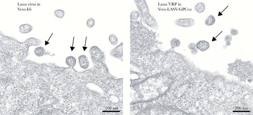 Lassa virus (LASV) virion and LASV replicon particle (VRP) morphology. Vero-E6 cells and Vero-LASV-GPCco cells were inoculated at a multiplicity of infection of 0.01 with LASV and VRPs, respectively, or were mock-inoculated. After 5 days, the cells were processed for transmission electron microscopy. Particles of equivalent size and morphology were seen budding from both samples (arrows). No such particles were seen in mock-inoculated control samples (data not shown).