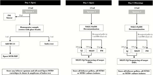 Example of a sample flow diagram for diagnostic accuracy studies a smear-replacement tests. This figure shows an example sputum specimen flow diagram. Studies evaluating the diagnostic accuracy of novel sputum-based tuberculosis (TB) diagnostics should include sputum specimen flow diagrams in their reporting to allow readers to contextualize accuracy estimates. Flow diagrams should include when sputum was collected (spot vs morning), sputum processing methods, and the type and number of TB tests performed from a single specimen. In this hypothetical study, 3 sputum specimens were collected from all patients (2 spot specimens on day 1 and 1 morning specimen on day 2). Sputum 1 underwent fluorescence microscopy (FM) smear before undergoing glass bead homogenization. The homogenized sample was then split for Xpert MTB/RIF testing and the index test. Sputum 2 and 3 undergo identical processing methods and TB testing (FM smear, solid culture, liquid culture); Mycobacterium tuberculosis (MTB) culture isolates are then sequenced for target single nucleotide polymorphisms (SNPs). LJ, Lowenstein-Jensen; MGIT, Mycobacterial Growth Indicator Tube liquid culture; NTM, nontuberculous mycobacteria; PBS, phosphate-buffered saline; SR, Xpert sample reagent.