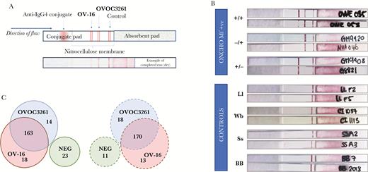 Testing of prototype rapid diagnostic test. Prototype rapid diagnostic test strips with OV-16 and rOVOC3261 were developed (A) and tested with infected and uninfected or control sera. B, The top panel shows representative images of strips from Onchocerca volvulus microfilariae (mf)-positive sera that were positive for both OV-16 and rOVOC3261 (+/+), or positive only for OV-16 (+/−), or positive only for rOVOC3261 (−/+). The bottom panel shows representative images from reactivity against serum from healthy blood bank volunteers (BB) or people infected with Loa loa (Ll), Wuchereria bancrofti (Wb), or Strongyloides stercoralis (Ss). C, The Venn diagrams shows the number of samples positive for OV-16 and/or rOVOC3261 in the test strips tested at National Institutes of Health (solid lines) and at Centers for Disease Control and Prevention (dotted lines).