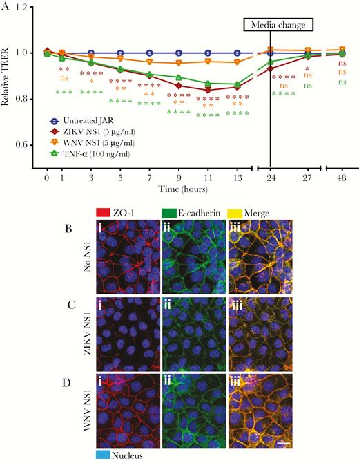 Zika virus (ZIKV) NS1 modulates permeability and integrity of the intercellular junction complex of human trophoblast monolayers in vitro. (A) Permeability of JAR cells cultured on Transwell inserts determined by transepithelial electrical resistance (TEER) assay in the presence of ZIKV or West Nile virus (WNV) NS1 proteins (5 µg/mL) added to the apical chamber. Untreated cells were used to establish a resistance baseline. Tumor necrosis factor (TNF)-α (10 ng/mL) was used as a positive control for reducing TEER values. Transepithelial electrical resistance was measured for 48 hours, every 2 hours from 1–13 hours, and permeability was expressed as relative TEER of experimental conditions compared with untreated controls. Each line represents the mean ± standard deviation of 3 independent experiments. Statistical analyses were performed by multiple comparisons between groups and untreated cells using two-way analysis of variance. Significant differences were considered as P < .05. (B, C, and D) Integrity of intercellular junctional complexes was evaluated by immunofluorescence assay on JAR cells exposed to ZIKV or WNV NS1 proteins (5 µg/mL) 12 hours posttreatment. ZO-1, a tight junction protein (red), and E-cadherin, an adherens junction protein (green), were visualized on JAR monolayers cultured on glass coverslips by confocal microscopy (n = 2). (i) Control, (ii) ZIKV NS1, and (iii) WNV NS1. Magnification, ×20. Scale bar = 10 µM. ns, not significant.