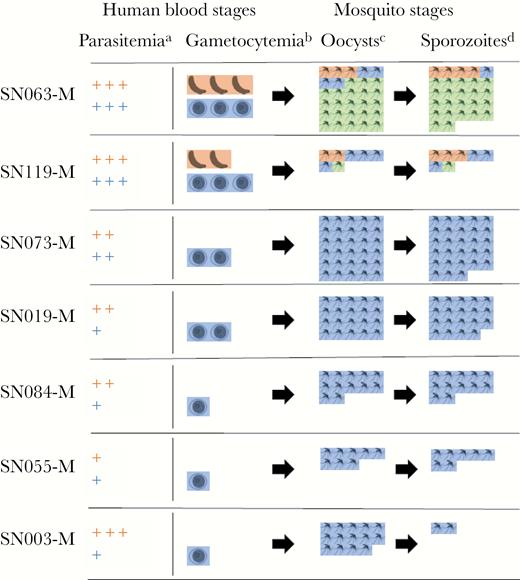 Transmission of mixed Plasmodium falciparum (Pf)/Plasmodium vivax (Pv) malaria from 7 Cambodian adults to membrane-fed Anopheles dirus mosquitoes: schematic of species-specific parasite burden. (a) Parasitemia scale. The number of + signs indicates the number of species-specific parasites/μL: 1–999 (+); 1000–9999 (++); 10 000+ (+++). (b) Gametocytemia scale. The number of gametocyte images indicates the number of species-specific gametocytes/μL: 1–49 (1); 50–149 (2); 150+ (3). (c) Oocyst-positive mosquitoes out of 30, as determined by species-specific quantitative polymerase chain reaction (qPCR) at day 9 postfeeding. (d) Sporozoite-positive mosquitoes out of 30, as determined by species-specific qPCR at day 16 postfeeding. Pf, orange; Pv, blue; Pf/Pv coinfection, green.