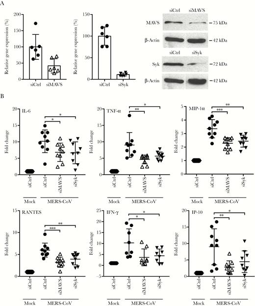Genetic depletion of retinoic acid-inducible gene-I-like receptor (RLR) or C-type lectin receptor (CLR) adaptor significantly attenuated the induction of proinflammatory cytokines and chemokines. (A) Small interfering ribonucleic acid (siRNA) targeting RLR adaptor mitochondrial antiviral-signaling proteins (MAVS) or CLR adaptor spleen tyrosine kinase (Syk) or scrambled siRNA (siCtrl) were transfected into monocyte-derived macrophages (MDMs) in 2 consecutive days. At day 3 after siRNA transfection, cells were harvested to assess the knockdown effect of MAVS and Syk by reverse transcription-quantitative polymerase chain reaction assay and Western blotting. (B) At day 3 after siRNA transfection, the depleted cells were infected with Middle East respiratory syndrome coronavirus (MERS-CoV). At 24 hours postinfection, cells were lysed for detecting messenger RNA expression levels of proinflammatory cytokines and chemokines. Results show the fold change of glyceraldehyde 3-phosphate dehydrogenase-normalized expression level in the infected cells relative to that in the mock-infected cells. Data are presented as mean ± standard deviation of triplicate wells of MDMs from 3 different donors. Unpaired t test was used for data analysis. *, P < .05; **, P <. 01; ***, P < .001. IFN, interferon; IL-6, interleukin 6; MIP, macrophage-inflammatory protein; TNF, tumor necrosis factor.