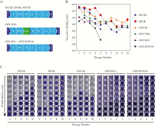 Generation and detection of naturally occurring Nipah virus (NiV) defective viral genomes. (A) Genome schematics of the NiV strains used during high multiplicity of infection passaging. (B) Titers of viruses used at each passage. (C) Representative images of the Vero cell monolayers from 50% tissue culture infective dose (TCID50) determination plates for NiV-M, NiV-B, rNiV-M, rNiV-M C-, and rNiV-M D156 at select passage numbers. Plates were fixed and stained with crystal violet (0.1%). F, fusion protein; G, glycoprotein; L, ribonucleic acid (RNA)-dependent RNA polymerase; M, matrix protein; NiV-B, NiV Bangladesh strain; NiV-M, NiV Malaysia strain; rNiV-M, NiV Malaysia; rNiV-M C- and rNiV-M D156, recombinant NiV Malaysia with different mutations introduced to stop expression of the C protein; rNiV-M/ZsG, recombinant NiV Malaysia expressing ZsGreen1 fluorescent protein; N, nucleoprotein; PVC, P, C, and V protein open reading frame.