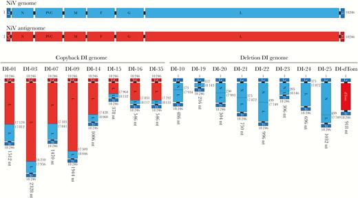 Structures of the NiV defective interfering (DI) genomes. The structures of the 8 naturally occurring (7 trailer copyback and 1 deletion) and 8 in silico-designed (7 deletion and 1 minigenome) DI genomes. Represented in the full NiV genome in genomic (blue) and antigenomic (red) sense. Nucleotide position of break and reinitiation points are given based on antigenomic sense NiV-M (GenBank accession no. AF212302). Total length of DI genome is given in nucleotides (nt). F, fusion protein; G, glycoprotein; L, ribonucleic acid (RNA)-dependent-RNA-polymerase; Le, leader sequence; LeC, leader complementary sequence; M, matrix protein; N, nucleoprotein; PVC, P, C, and V protein open reading frames; Tr, trailer sequence; TrC, trailer complementary sequence.