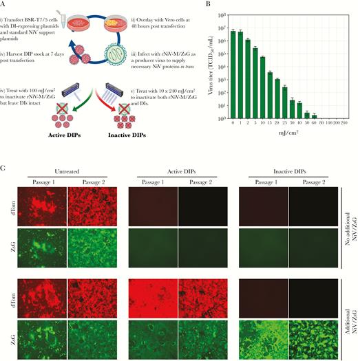 NiV defective interfering particles (DIPs) can be artificially generated using producer virus. (A) Production of artificial NiV DIPs using rNiV-ZsG as a producer virus, and selective inactivation using ultraviolet (UV) radiation of either rNiV-M/ZsG only (100 mJ/cm2 of UV) or both rNiV-M/ZsG and DIPs (10 × 240 mJ/cm2 of UV) to produce active and inactive DIPs, respectively. (B) Reduction in infectious rNiV-M/ZsG titer using UV radiation to inactivate virus. (C) Validation of production and inactivation assay. Passage 1 images represent either dTom or ZsG fluorescence detected in Vero cell monolayers 48 hours post infection (hpi) after treatment with 1 mL untreated DI-dTom, active DI-dTom, or inactive DI-dTom. Passage 2 images represent either dTom or ZsG fluorescence detected in Vero cell monolayers 48 hpi after addition of 1 mL cell culture supernatant from passage 1. Only passage 1 involved UV treatments and addition of supplementary rNiV-M/ZsG.