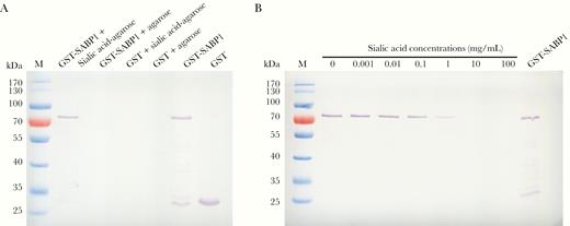 Glutathione S-transferase–sialic acid binding protein-1 (GST-SABP1) specifically bound to sialic acid in vitro. A, Evaluation of the binding specificity between SABP1 and sialic acid by western blot assay. GST-SABP1 bound to the sialic acid-agarose beads but not to the agarose. GST did not bind to sialic acid-agarose beads. B, Binding of GST-SABP1 to the sialic acid-agarose beads was inhibited by preincubation of the recombinant protein with sialic acid.
