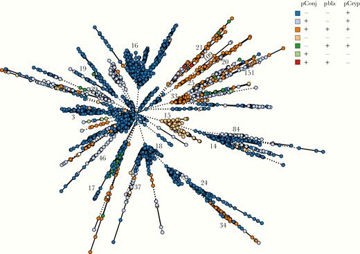 Plasmid distribution in Neisseria gonorrhoeae, with minimal spanning tree depicting Ng_cgMLST comparison of whole-genome sequence data. Each isolate is color coded according to the presence (+) or absence (-) of pConj, pbla, and pCryp. Ng_cgc_400 groups are indicated.