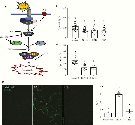 Pneumolysin kills cardiomyocytes via necroptosis in vitro. A, Illustrative model of necroptosis pathway and pharmacological inhibitors used to block activation of the necroptotic mechanism. B, C, Cytotoxicity as quantified by lactate dehydrogenase release from human cardiomyocytes immortalized with SV40 T-antigen (HCSV40) infected with TIGR4 after pretreatment with necrostatin-5 (Nec-5; 10 μmol/L), GSK’872 (GSK; 10 μmol/L), and necrosulfonamide (NSA; 10 μmol/L) (B) or short interfering RNA knockdown of RIPK3 and MLKL (C). Cells were infected for 4 hours at a multiplicity of infection (MOI) of 100. D, Representative immunofluorescence-stained images of HCSV40 infected with TIGR4 or TIGR4 Δply probed for phosphorylated MLKL (p-MLKL) (green). The mean fluorescence intensity (MFI) of the p-MLKL signal was quantified with ImageJ software. Cells were infected for 4 hours at an MOI of 100. Abbreviations: p-RIP1, phosphorylated RIP1; p-RIP3, phosphorylated RIP3. *P ≤ .05; †P ≤ .01; ‡P ≤ .001 (Dunn multiple comparisons posttest).