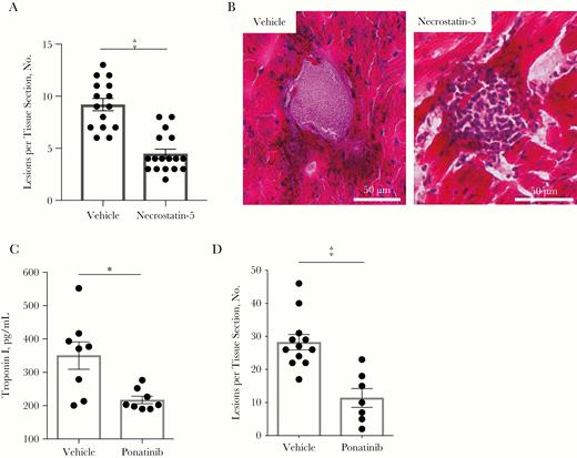 Therapeutic inhibition of necroptosis protect against organ damage during invasive pneumococcal disease. A, Lesions per cardiac tissue section from vehicle-and necrostatin-5–treated mice. B, Representative images of microlesions observed in hematoxylin-eosin–stained cardiac sections from mice treated with a vehicle or necrostatin-5 starting 12 hours before infection and every 12 hours until euthanasia 36 hours after infection. C, Serum cardiac troponin I from C57Bl/6 mice infected intraperitoneally with TIGR4 and treated with 100-µL intraperitoneal injection of vehicle or Ponatinib (1 mg/kg) at 12 and 24 hours after infection and euthanized 30 hours after infection. D, Cardiac microlesions per tissue section from immunofluorescence-stained cardiac sections probed for TIGR4. Mann-Whitney U tests were used for 2-group comparisons. *P ≤ .05; ‡P ≤ .001. (See also Supplementary Figure 4.)