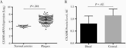 Up-regulation of coxsackievirus and adenovirus receptor (CXADR) in human carotid plaques. A, Plot graph showing CXADR messenger RNA (mRNA) expression in human carotid plaques (n = 127) compared with normal arteries (n = 10). B, Bar graph showing results from proteomic analysis of CXADR protein levels in plaques (central) versus nonplaque regions (distal) of human carotid arteries. Abbreviation: AU, arbitrary units.