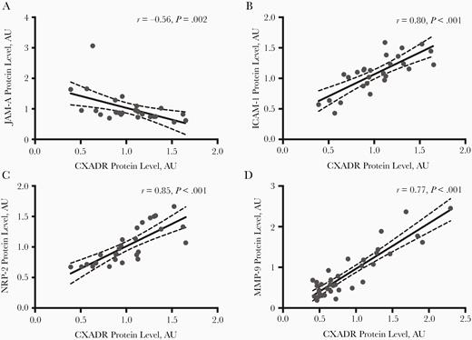 Proteomic analysis of the levels of coxsackievirus and adenovirus receptor (CXADR) and other virus receptors in human carotid plaques. A–D, Pearson correlation between CXADR and junction adhesion molecule A (JAM-A) (A), inflammatory cell adhesion molecule 1 (ICAM-1) (B), neuropilin 2 (NRP2) (C), and matrix metalloproteinase 9 (MMP-9) (D) protein levels in human plaques. Abbreviation: AU, arbitrary units.