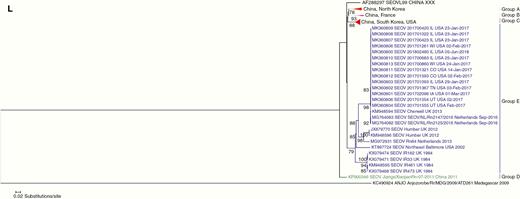 Phylogenetic tree of L segment of Seoul virus (SEOV) sequences from 2017 US outbreak and select reference SEOV strains.