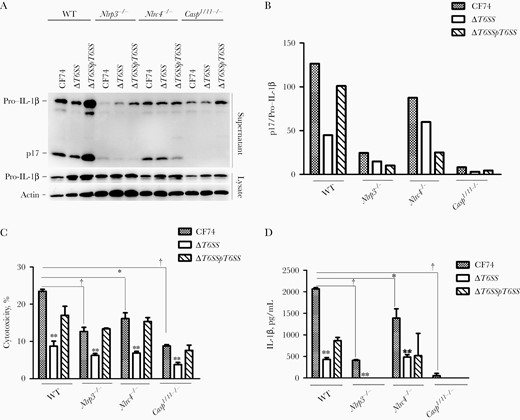 CF74 type VI secretion system (T6SS) contributed to interleukin 1β (IL-1β) secretion by macrophages. Bone marrow–derived macrophages (BMMs) from the indicated C57BL/6 mice were infected with the CF74, isogenic mutants, and complements for 4 hours at a multiplicity of infection of 10. A, IL-1β secretion in the BMMs infected with the CF74, isogenic ΔT6SS mutant, and complement ΔT6SS/pT6SS were analyzed by immunoblotting. Abbreviations: lysate, whole cell lysates; p17, IL-1β secretion; WT, wide type. B, Relative quantification of IL-1β secretion in supernatants; numbers represent densitometric quantifications of relative band intensities of p17 normalized to pro–IL-1β in the lysis. C, D, Quantification of lactate dehydrogenase release (C) and IL-1β secretion (D). Error bars represent standard deviations from ≥3 determinations. *P < .05; †P < .01 (analysis of variance).