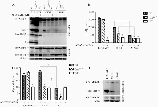 CF74 type VI secretion system (T6SS) mainly activated caspase 1 and released the cleaved gasdermin-N domain by macrophages. Bone marrow–derived macrophages (BMMs) from the indicated C57BL/6 mice were infected with the CF74 and isogenic ΔT6SS mutant for 4 hours at a multiplicity of infection of 10. A, Interleukin 1β (IL-1β) secretion and caspase 1 activation in the BMMs infected with the CF74 and isogenic ΔT6SS mutant were analyzed by immunoblotting. B, C, Quantification of IL-1β secretion (B) and lactate dehydrogenase release (C). Abbreviations: AC-YVAD-CMK, acetyl-tyrosyl-valyl-alanyl-aspartyl chloromethylketone; ATP, adenosine triphosphate; LPS, lipopolysaccharide; lysate, whole-cell lysates; p17, IL-1β secretion; p20, activated caspase 1; Pro-Casp1, pro–caspase 1, WT, wide type-, no AC-YVAD-CMK added; +, AC-YVAD-CMK added. Error bars represent standard deviations from ≥3 determinations. *P < .05; †P < .01 (analysis of variance). LPS + ATP served as positive control. D, Immunoblot analysis of cleaved gasdermin D (GSDMD) in culture supernatants and full-length GSDMD. Abbreviations: GSDMD-FL, full-length GSDMD; GSDMD-N, cleaved gasdermin-N domain.