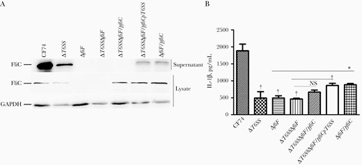 CF74 type VI secretion system (T6SS) contributes to flagellin secretion. A, FliC expression and secretion was analyzed by immunoblotting in supernatants and whole-cell lysates of Citrobacter freundii CF74 wide-type and mutant strains. B, Bone marrow–derived macrophages from the indicated C57BL/6 mice were infected with the CF74, isogenic mutants and complements for 4 hours at a multiplicity of infection of 10. Quantification of interleukin 1β (IL-1β) secretion is shown; error bars represent standard deviations from ≥3 determinations. Abbreviations: GAPDH, glyceraldehyde-3-phosphate dehydrogenase; FliC, flagellin; NS, not significant. *P < .05; †P < .01 (analysis of variance).