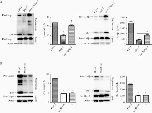 Hcp-2 triggers interleukin 1β (IL-1β) secretion from macrophages. Bone marrow–derived macrophages from the indicated C57BL/6 mice were infected with Citrobacter freundii CF74 or isogenic mutants and complements for 4 hours at a multiplicity of infection of 10 or were transfected with Hcp-2 or Shiga toxin B unit 2 subunit (StxB2-sub) proteins, or Lipofectamine 3000 reagent alone for 16 hours. Immunoblotting was used to analyze caspase 1 activation and IL-1β secretion. Abbreviations: Lysate, whole-cell lysates; p17, IL-1β secretion; p20, activated caspase 1; Pro-Casp1, pro–caspase 1. Quantification of lactate dehydrogenase release and IL-1β secretion is shown; error bars represented standard deviations from ≥3 determinations. †P < .01 (analysis of variance)