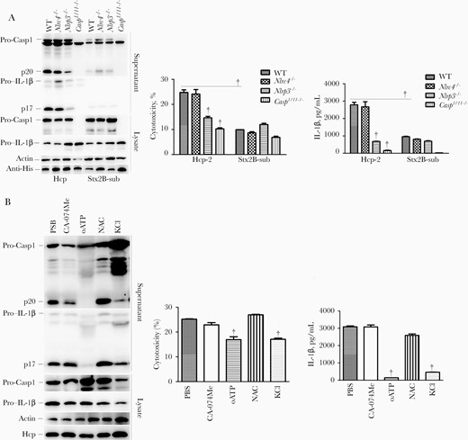 Hcp-2 triggers induction of interleukin 1β (IL-1β) secretion via activation of NLRP3. Bone marrow–derived macrophages from the indicated C57BL/6 mice were transfected with Hcp-2 or Shiga toxin B unit 2 subunit (StxB2-sub) protein for 16 hours. Immunoblotting was used to analyze caspase 1 activation and IL-1β, and anti–His tag antibody (anti-His) was used check the amount of Hcp-2 or StxB2-sub proteins in the cells. Quantification of lactate dehydrogenase release and IL-1β secretion is displayed; error bars represent standard deviations from ≥3 determinations. Abbreviations: CA-074 Me, CA-074 methyl ester; KCl, potassium chloride; lysate, whole-cell lysates; NAC, N-acetyl-L-cysteine; oATP, organic anion transporting polypeptide (OATP); p17, IL-1β secretion; p20, activated caspase 1; PBS, phosphate-buffered saline; Pro-Casp1, pro–caspase 1. †P < .01 (analysis of variance).