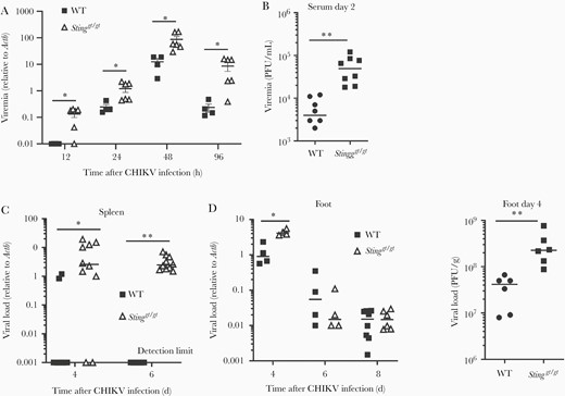 Increased CHIKV infection in Stinggt/gt mice. Age- and sex-matched, C57BL/6 (WT) and STING deficient (Stinggt/gt) mice were infected with CHIKV. A, Quantitative RT-PCR quantification of CHIKV loads in whole-blood cells. B, Viremia of day 2 sera quantified by plaque forming assay (PFU/mL serum). C, Quantitative PCR analysis of CHIKV loads in the spleen. D, Footpads viral load in day 4, 6, and 8 and viral titers in day 4 post infection (PFU/g tissue). Each symbol represents 1 mouse; short horizontal line indicates the median. The data represent 2 independent experiments. *, P < .05; **, P < .01 (nonparametric Mann-Whitney U test). Abbreviations: CHIKV, chikungunya virus; PFU, plaque-forming unit; RT-PCR, reverse transcription polymerase chain reaction; STING, stimulator of interferon gene; WT, wild type.