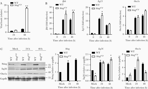 An intact type I IFN response in Stinggt/gt macrophages during CHIKV infection. qPCR quantification of the (A) cellular viral loads and (B) select immune genes in WT and Stinggt/gt BMDMs infected with CHIKV at a multiplicity of infection of 2 (n = 4 replicates). C, Immunoblots of the indicated interferon stimulated genes in BMDMs. Bars indicate mean + SEM. *, P < .05; **, P < .01 (2-tailed unpaired Student t test). The data shown are representative of 2 independent reproducible experiments. Abbreviations: BMDM, bone-marrow–derived macrophage; CHIKV, chikungunya virus; IFN, interferon; qPCR, quantitative polymerase chain reaction; STING, stimulator of interferon gene; WT, wild type.
