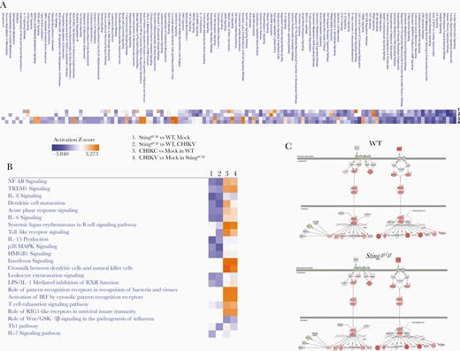 Analysis of altered canonical functional pathways in Stinggt/gt macrophages. Bone-marrow–derived macrophages from 3 individual WT/Stinggt/gt mice were infected by CHIKV at a multiplicity of infection of 5 for 12 hours or not infected (mock). The whole-genome transcriptome was analyzed by RNAseq. The genes with a ≥2 fold difference and Q ≤ .01 were included for analysis of canonical functional pathways by ingenuity pathway analysis: (1) Stinggt/gt versus WT cells without CHIKV (mock), (2) WT and Stinggt/gt cells CHIKV-infected, (3) CHIKV-infected versus mock-infected WT cells, and (4) CHIKV-infected versus mock-infected Stinggt/gt cells. The ranking of activation (orange) or suppression (blue) of a pathway is indicated by Z-score. A, The top activated/suppressed canonical pathways. B, The immune pathways. C, The type I IFN pathway. The individual genes highlighted in red/green were up- or downregulated in CHIKV-infected compared to uninfected cells. The genes in gray were not significantly different after infection (≥2-fold difference and false discovery rate ≤ 0.01). Genes in white were not present in the dataset. WT and Stinggt/gt are presented separately. The color intensity correlates with expression level: the darker the color, the higher the gene expression. Abbreviations: CHIKV, chikungunya virus; IFN, interferon; STING, stimulator of interferon gene; WT, wild type.