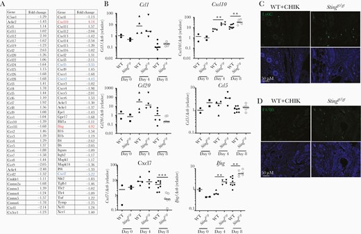 Differential chemokine expression in the joints of Stinggt/gt following CHIKV infection. A, PCR array of differentially expressed chemokine genes in the ankle joints of WT and Stinggt/gt mice at day 8 post infection (samples pooled from 8 mice per strain). The results represent fold changes of Stinggt/gt over WT mice. A negative value (highlighted in blue) indicates downregulation; a positive (highlighted in red) denotes upregulation. The cutoff is arbitrarily set at 3-fold. B, qPCR validation of PCR array results. Each symbol represents 1 mouse; short horizontal line indicates the median. The data represent 2 independent experiments. *, P < .05; **, P < .01; ***, P < .001 (nonparametric Mann-Whitney U test). C and D, Representative microscopic images of immunofluorescence staining for Ly6C and F4/80 in the footpads at day 8 post CHIKV infection (objective lens × 20). Abbreviations: CHIKV, chikungunya virus; qPCR, quantitative polymerase chain reaction; STING, stimulator of interferon gene; WT, wild type.