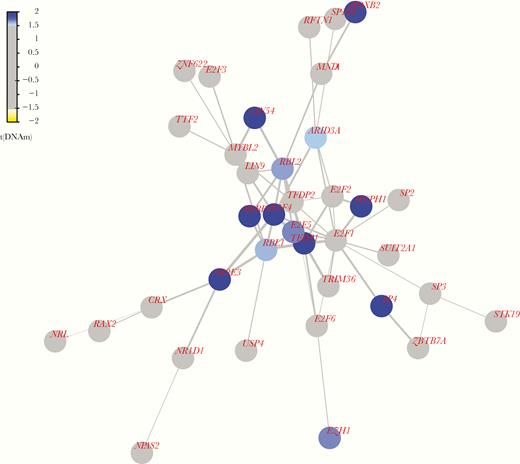 Epigenetic module centered around TFDP1. Color coding of nodes represents the test statistic from differential methylation analysis at the promoter of the gene, and edge widths show the average of the test statistics for the genes at the nodes of the edge. Blue indicates that the promoter is hypermethylated in the microcephaly cases compared to the controls and yellow indicates that the promoter is hypomethylated. See online version for color figures.