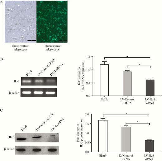 Knockdown of IL-3 via lentivirus transduction. Isolated Tregs were transduced by LV-IL-3 siRNA or LV-control siRNA. After transduction, cells were collected and analyzed for GFP expression by inverted fluorescence microscope (A, 100×). The knockdown efficiency was confirmed by measuring IL-3 expression using RT-PCR and immunoblot analysis; representative RT-PCR results and the ratios of IL-3 to β-actin (B); and representative immunoblot results and band intensities (C) are shown. All values are mean ± SEM. *P < .05 for LV-IL-3 siRNA vs control group. Isolated Tregs without transduction was used as “blank” group. Abbreviations: GFP, green fluorescent protein; IL-3, interleukin-3; LV, lentivirus; RT-PCR, reverse transcription polymerase chain reaction; SEM, standard error of the mean; siRNA, small interfering RNA; Treg, T regulatory cell.