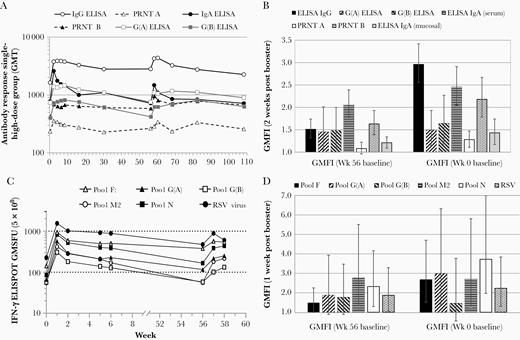 Immune responses before and after booster vaccination. A, GMTs of all serum antibody assays of the single-high-dose group (5 × 108 InfU) are shown up to week 108. GMTs from week 0 to week 30 were based on the full set of 80 participants; GMTs from week 56 to week 108 were based on the booster set of 45 participants. B, GMFIs 2 weeks after the booster vaccination of the single-high-dose group in the booster set are shown for all antibody responses tested. GMFI are either calculated from week 0 baseline signals (right) or from week 56 baseline (left). C, IFN-γ ELISPOT GMSFU of the single-high-dose group after stimulation with all RSV peptide pools (and RSV) are displayed up to week 58. GMSFUs from week 0 to week 6 were based on the full cellular set of 20 participants; GMSFUs from week 56 to week 58 were based on the booster cellular set of 15 participants. D, IFN-γ ELISPOT GMFI 1 week after the booster vaccination of the single-high-dose group after stimulation with all RSV peptide pools (and RSV) are shown. GMFI are either calculated from week 0 baseline signals (right) or from week 56 baseline (left). The first vaccination was given at week 0, the second vaccination at week 4, and the booster vaccination at week 56. Abbreviations: ELISA, enzyme-linked immunosorbent assay; ELISPOT, enzyme-linked immunospot technique; GMFI, geometric mean fold increase; GMSFU, geometric mean spot forming units; GMT, geometric mean titer; IFN-γ, interferon gamma; IgA, immunoglobulin A; IgG, immunoglobulin G; InfU, infectious units; PRNT, plaque reduction neutralization test; RSV, respiratory syncytial virus.
