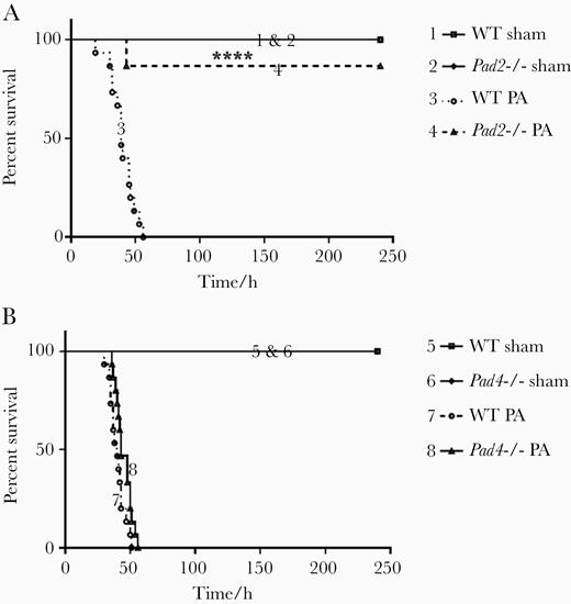 Pad2 deficiency improves survival in Pseudomonas aeruginosa (PA) pneumonia-induced sepsis. Mice were intranasally inoculated with PA (2.5 × 106 colony-forming units per mouse), and the survival of mice was monitored over the subsequent 10 days (n = 15 per group). (A) Survival of wild-type (WT) and Pad2−/− mice were monitored post-PA inoculation; (B) Survival of WT and Pad4−/− mice were monitored post-PA inoculation. Data were presented as percentages of survival at observational timepoints. Data were analyzed using log rank tests. ****, P < .0001 compared with WT PA. Pad, peptidylarginine deiminase.