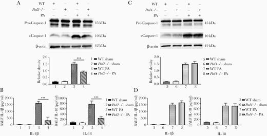 Pad2 deficiency decreases caspase-1-dependent pyroptosis in the lungs of Pseudomonas aeruginosa (PA)-inoculated mice. (A, top) Western blot was performed to detect PA-induced caspase-1 activation in the lungs of wild-type (WT) and Pad2−/− mice at 9 hours after PA inoculation (all of the bands at approximately 45 kDa represent procaspase-1). (Bottom) Relative densities of corresponding Western blots were quantified; (B) enzyme-linked immunosorbent assay (ELISA) data show concentrations of interleukin (IL)-1β and IL-18 in bronchoalveolar lavage fluid (BALF) of WT mice, Pad2−/− mice, and Pad4−/− mice at 24 hours after PA inoculation; (C, top) Western blot was performed to detect PA-induced caspase-1 activation in lung of WT and Pad4−/− mice at 9 hours after PA inoculation. (Bottom) Relative densities of corresponding Western blots were quantified; (D) ELISA data show concentrations of IL-1β and IL-18 in BALF of WT mice, Pad2−/− mice, and Pad4−/− mice at 24 hours after PA inoculation; all experiments were conducted at least 3 independent times with 4 replicates. Data were analyzed by one-way analysis of variance followed by Tukey’s multiple comparison tests. Data are presented as mean ± standard error of mean. ***, P < .001; ****, P < .0001. cCaspase-1, cleaved caspase-1; Pad, peptidylarginine deiminase.
