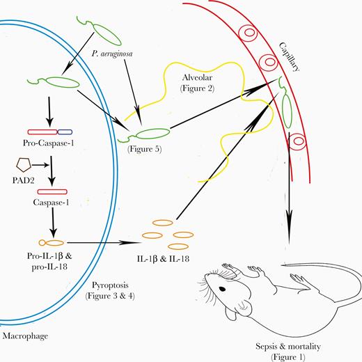 Schematic diagram shows a possible pathway of peptidylarginine deiminase (PAD2)-mediated caspase-1 activation, macrophage pyroptosis, Pseudomonas aeruginosa dissemination, and mouse mortality. IL, interleukin.