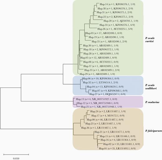 Neighbor-joining tree of genetic relatedness across the 35 haplotypes identified from pooled amplicon deep sequencing results of 62 Plasmodium ovale polymerase chain reaction (PCR)-positive samples. Each unique haplotype is numbered and branches of the tree for each malaria species are laid over a color (brown, P. falciparum; purple, P. malariae; blue, P. ovale wallikeri; and green, P. ovale curtisi). In parentheses after the haplotype number is the number of samples that contained the haplotype, the GenBank accession name for closest match, and the number of single nucleotide polymorphisms/number of indels difference in the haplotype from the closest GenBank reference. Twenty-three samples (37%) were positive for P. ovale curtisi, 16 (26%) were positive for P. ovale wallikeri, and 3 (5%) contained both P. ovale curtisi and P. ovale wallikeri. However, given that the malaria genome contains multiple copies of the 18S gene, samples may contain more than 1 haplotype of a species. The scale bar represents the number of base substitutions per site.