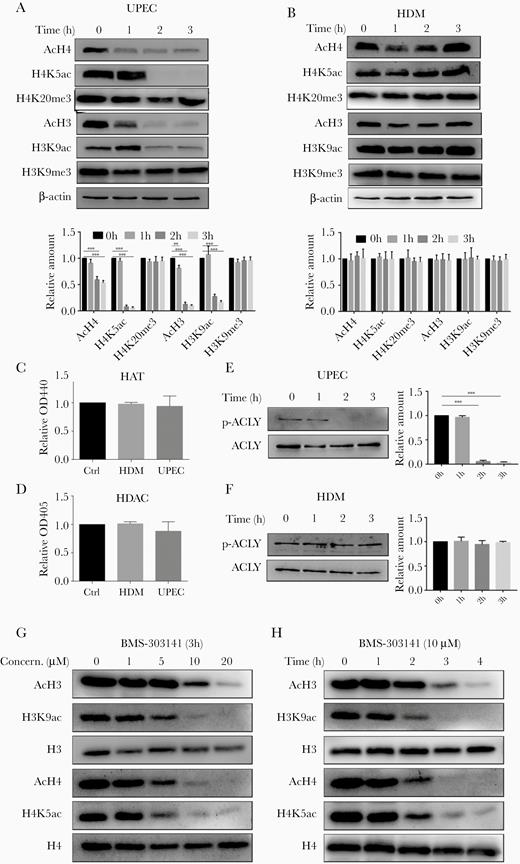 UPEC specifically reduces histone acetylation via AKT/ACLY signaling. A and B, Histone acetylation or methylation in (A) UPEC- and (B) HDM-infected 5637 cells were assessed by immunoblot analyses. C and D, 5637 cells were incubated with UPEC, HDM, or medium alone (Ctrl) for 3 hours before measurement of HAT and HDAC enzymatic activity. Data were analyzed by 1-way ANOVA with multiple comparisons test (mean ± SD, n = 3). E and F, 5637 cells were infected with (E) UPEC or (F) HDM for the indicated time periods. Immunoblots were probed with antibodies against ACLY and p-ACLY. G and H, 5637 cells were treated with the ACLY inhibitor BMS-303141 across a range of (G) doses and (H) times. Immunoblots of homogenates were probed with the indicated antibodies. A, B, E–H, Representative western blots are shown. Experiments were performed 3 times. A, B, E, F, Bar graphs represent the ratio of respective antibodies to β-actin (n = 3). Abbreviations: ACLY, ATP-citrate lyase; AKT, protein kinase B; ANOVA, analysis of variance; Ctrl, control; HAT, histone acetyltransferase; HDAC, histone deacetylase; HDM, α-hemolysin double mutant; OD, optical density; UPEC, uropathogenic Escherichia coli.