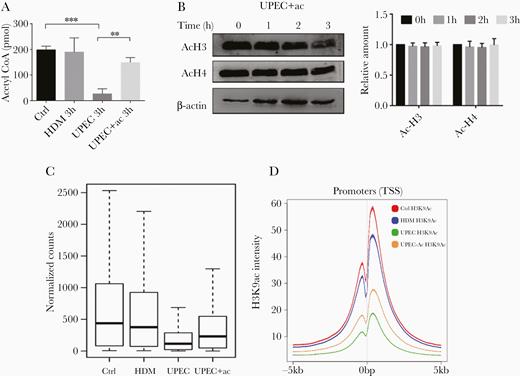 Genome-wide reduction of H3K9ac upon infection with UPEC is partially reversed by supplementation of acetate. A, 5637 cells were incubated with medium (Ctrl), HDM, UPEC, or UPEC plus 5 mM sodium acetate for 3 hours before levels of acetyl-CoA were measured. Data were analyzed by 1-way ANOVA with multiple comparisons test (mean ± SD; *P < .05, **P < .01; n = 3). B, 5637 cells were incubated with UPEC plus 5 mM sodium acetate for the indicated times before cells were lysed for immunoblot analysis using antibodies specific for acetylated H3 and H4. β-actin was used as a loading control. Representative western blots of 3 independent experiments and ratio of acH3/acH4 to β-actin are shown. C, Boxplot depicts normalized read counts across all H3K9ac peaks as detected in the indicated treatment group. D, Genome-wide H3K9ac signals in promoter regions (TSS = 0 bp) of indicated treatments. Abbreviations: ac, acetate; ANOVA, analysis of variance; Ctrl, control; HDM, α-hemolysin double mutant; TSS, transcription start site; UPEC, uropathogenic Escherichia coli.