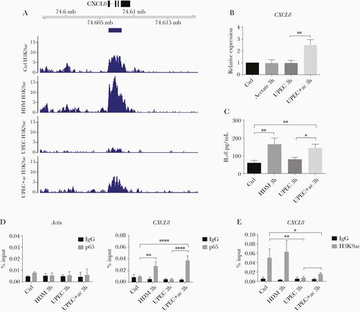 Acetate recovers UPEC-induced CXCL8 suppression by promotion of histone acetylation. A, Above: Genome browser snap-shot depicting the genomic region of the CXCL8 gene. Below: H3K9ac profiles indicating the coverage peaks obtained after spike-in normalization. Blue bar below the gene model indicates the H3K9ac peaks detected under control conditions. B, Relative CXCL8 mRNA expression and (C) IL-8 protein concentration in 5637 cells 3 hours after the indicated treatments, measured by RT-qPCR and ELISA, respectively. Data were analyzed by 1-way ANOVA with multiple comparisons test (mean ± SD of 3 independent experiments). D, The enrichment of p65 at the CXCL8 promoter was assessed by ChIP-qPCR in 5637 cells incubated with medium (Ctrl), HDM, UPEC, or UPEC plus sodium acetate for 3 hours. The actin promoter was used as negative control (mean ± SD, n = 3). E, H3K9ac ChIP-qPCR analyzing the CXCL8 promoter region (mean ± SD, n = 3). D and E, Data were analyzed by 2-way ANOVA with multiple comparisons test. *P < .05, **P < .01, ****P < .0001. Abbreviations: ac, acetate; ANOVA, analysis of variance; ChIP, chromatin immunoprecipitation; ELISA, enzyme-linked immunosorbent assay; HDM, α-hemolysin double mutant; IgG, immunoglobulin G; IL-8, interleukin-8; RT-qPCR, quantitative reverse transcription polymerase chain reaction; UPEC, uropathogenic Escherichia coli.