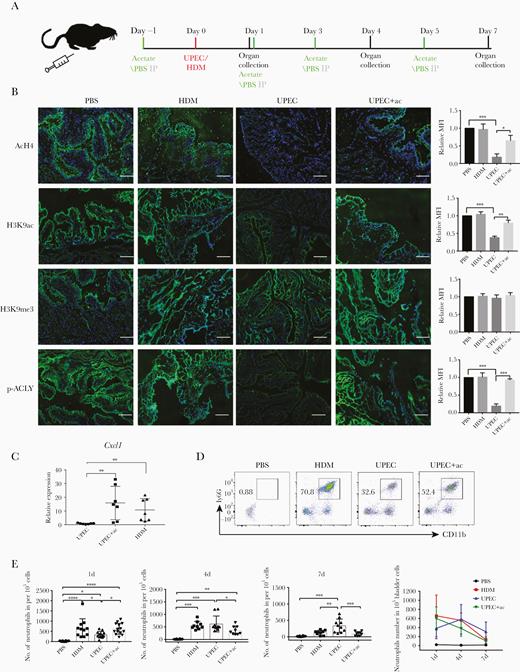 Acetate treatment alters bladder inflammation kinetics in UPEC-elicited mouse cystitis by inducing Cxcl1 expression. A, C57BL/6J mice received intraperitoneal injection of 500 mg/kg acetate or PBS 1 day before transurethral injection of PBS, or 1 × 108 UPEC or HDM, followed by intraperitoneal injections of acetate or PBS every 2 days. Urinary bladder was collected at indicated days. B, Representative images of acH4, H3K9ac, H3K9me3, and p-ACLY immunolabeling of urinary bladder sections from C57BL/6J mice 1 day postinfection. Scale bar = 100 µm. The bar graphs represent the MFI of each group (n = 3). C, RT-qPCR analysis of Cxcl1 mRNA expression from urinary bladder cell homogenates after 1 day of indicated treatments. Experiments were conducted 3 times. Data were analyzed by 1-way ANOVA with multiple comparisons test (mean ± SD, n = 7). D, Flow cytometry analysis of the abundance of neutrophils (CD11b+Ly6G+) isolated from bladder homogenates after 1 day of the indicated treatments. Plots are representative of 3 independent experiments. E, Number of neutrophils per 1 × 105 single cells from bladders after 1, 4, or 7 days of the indicated treatments (n = 6–10/group pooled from 3 independent experiments). Data were analyzed by 1-way ANOVA with multiple comparisons test. *P < .05, **P < .01, ***P < .001. Abbreviations: ac, acetate; ACLY, ATP-citrate lyase; ANOVA, analysis of variance; HDM, α-hemolysin double mutant; IP, intraperitoneal; MFI, mean fluorescence intensity; PBS, phosphate-buffered saline; RT-qPCR, quantitative reverse transcription polymerase chain reaction; UPEC, uropathogenic Escherichia coli.