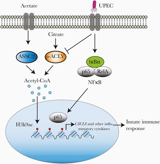 Acetate treatment rescues UPEC-mediated suppression of inflammatory gene expression, such as CXCL8, by increasing H3K9ac level. UPEC infection activates NFκB signaling to initiate innate immune response; however, simultaneously, UPEC-induced decrease in ACLY phosphorylation limits cellular acetyl-CoA production, reducing H3K9ac level and hindering p65 binding to the promoter of inflammatory genes such as CXCL8. This strategy enables UPEC to avoid the host innate immune response. Acetate treatment can rescue UPEC-mediated decreased inflammatory gene expression by increasing the acetyl-CoA pool and reinstating H3K9ac levels. Abbreviations: ASSC2, acyl-CoA synthase short-chain family member 2; ACLY, ATP-citrate lyase; IκBα, inhibitor of κBα; IL-8, interleukin-8; NFκB, nuclear factor-κB; UPEC, uropathogenic Escherichia coli.