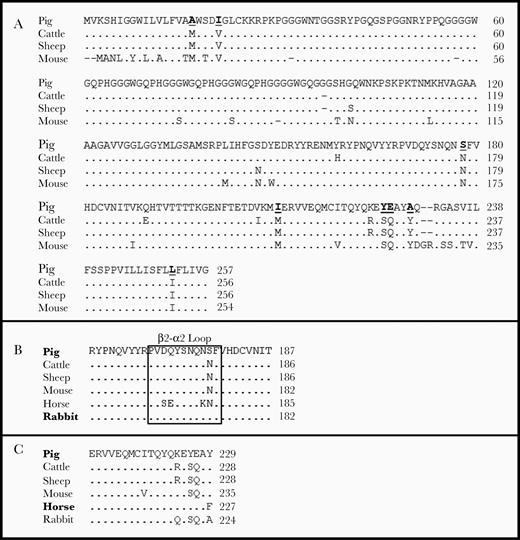 Amino acid sequence alignment. The amino acid sequences of different species’ prion protein (PrP) were compared with pig-PrP (top rows). Points indicate identical residues; dashes, deletions. Amino acid numbering is indicated on the right, and species on the left. A, Amino acid alignment of pig, cattle, sheep, and mouse prion proteins. Amino acid changes in the pig-PrP amino acid sequence conserved in cattle, sheep, and mice are in bold and underlined. B, Pig-, cattle-, sheep-, mouse-, rabbit-, and horse-PrP alignment of the β2-α2 loop region and the surrounding amino acids. C, Pig-, cattle-, sheep-, mouse-, rabbit-, and horse-PrP alignment of the region around 226YE227 of pig-PrP.