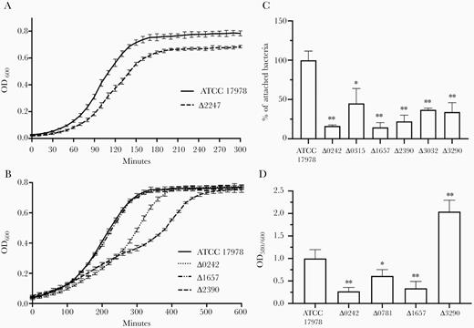 Growth curves of (A) Acinetobacter baumannii ATCC 17978 strain and the isogenic mutant derivative strain ∆2247 in Mueller Hinton II medium (nonlimited iron conditions); and (B) ATCC 17978 strain and the isogenic mutant derivative strains ∆0242, ∆1657, and ∆2390 in Mueller Hinton II medium supplemented with 0.2 mM iron chelator 2,2′-bipyridyl (limited iron conditions). C, Quantification of bacterial adhesion to A549 human alveolar epithelial cells by A. baumannii ATCC 17978 strain and the isogenic mutant derivative strains Δ0242, Δ0315, Δ1657, Δ2390, Δ3032, and Δ3290. D, Quantification of biofilm formation by A. baumannii ATCC 17978 strain and the isogenic mutant derivative strains Δ0242, Δ0781, Δ1657, and Δ3290. Experiments were performed with 3 biological replicates and bars represent SD. Unpaired student t test was used for statistical analysis. * P < .05; ** P < .01.