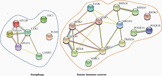 STRING protein-protein association network for proteins identified in the varicella zoster virus encephalitis cohort. All 21 proteins identified in the final whole exome sequencing analysis were subjected to STRING software analysis. Each circle represents a protein affected by a variant and lines denote predicted or known interactions.